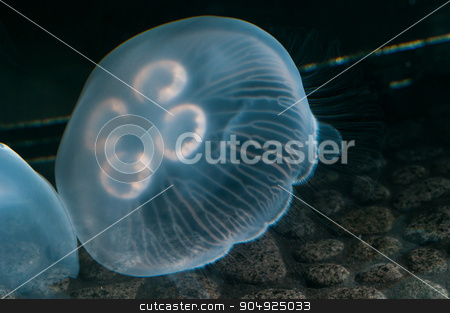 To use this stock image in your creative project, please select the size you need over to the right and click the "Add to Cart" button.
Your downloaded image will come with the Cutcaster watermark removed so don’t worry about the watermark you see on this page. Jelly Started at the Bottom stock photo, Jellyfish swimming just above the rocks on the ground by Daniel Stewart