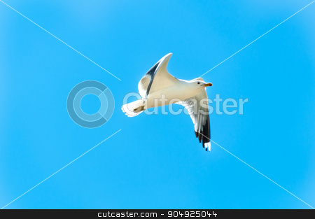 To use this stock image in your creative project, please select the size you need over to the right and click the "Add to Cart" button.
Your downloaded image will come with the Cutcaster watermark removed so don’t worry about the watermark you see on this page. Flight for Free stock photo, Seagull frozen in mid flight through a summer sky by Daniel Stewart