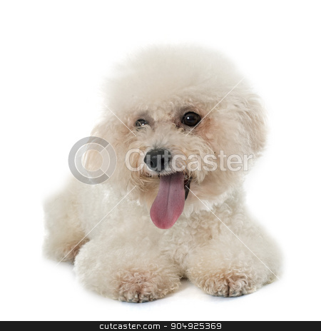 To use this stock image in your creative project, please select the size you need over to the right and click the "Add to Cart" button.
Your downloaded image will come with the Cutcaster watermark removed so don’t worry about the watermark you see on this page. purebred bichon frise stock photo, bichon frise maltese dog in front of white background by Bonzami Emmanuelle
