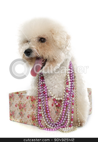 To use this stock image in your creative project, please select the size you need over to the right and click the "Add to Cart" button.
Your downloaded image will come with the Cutcaster watermark removed so don’t worry about the watermark you see on this page. purebred bichon frise stock photo, bichon frise maltese dog in front of white background by Bonzami Emmanuelle