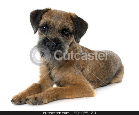 To use this stock image in your creative project, please select the size you need over to the right and click the "Add to Cart" button.
Your downloaded image will come with the Cutcaster watermark removed so don’t worry about the watermark you see on this page. purebred border terrier stock photo, purebred border terrier in front of white background by Bonzami Emmanuelle
