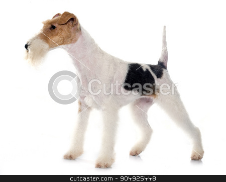 To use this stock image in your creative project, please select the size you need over to the right and click the "Add to Cart" button.
Your downloaded image will come with the Cutcaster watermark removed so don’t worry about the watermark you see on this page. purebred fox terrier stock photo, purebred fox terrier in front of white background by Bonzami Emmanuelle