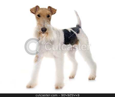 To use this stock image in your creative project, please select the size you need over to the right and click the "Add to Cart" button.
Your downloaded image will come with the Cutcaster watermark removed so don’t worry about the watermark you see on this page. purebred fox terrier stock photo, purebred fox terrier in front of white background by Bonzami Emmanuelle