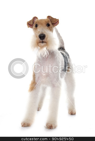 To use this stock image in your creative project, please select the size you need over to the right and click the "Add to Cart" button.
Your downloaded image will come with the Cutcaster watermark removed so don’t worry about the watermark you see on this page. purebred fox terrier stock photo, purebred fox terrier in front of white background by Bonzami Emmanuelle