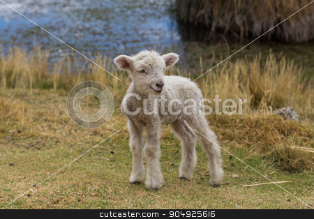 To use this stock image in your creative project, please select the size you need over to the right and click the "Add to Cart" button.
Your downloaded image will come with the Cutcaster watermark removed so don’t worry about the watermark you see on this page. Baby lamb standing stock photo, Photograph of a new born lamb standing. by Oliver Foerstner
