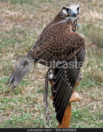 To use this stock image in your creative project, please select the size you need over to the right and click the "Add to Cart" button.
Your downloaded image will come with the Cutcaster watermark removed so don’t worry about the watermark you see on this page. Kestral stock photo, A kestral perched on a wood perch by Lucy Clark