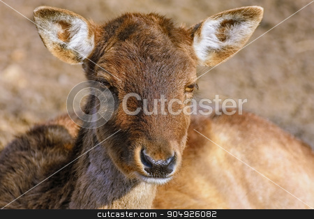 To use this stock image in your creative project, please select the size you need over to the right and click the "Add to Cart" button.
Your downloaded image will come with the Cutcaster watermark removed so don’t worry about the watermark you see on this page. Portrait of Deer stock photo, Portrait of Deer without Horns by Sergej Razvodovskij