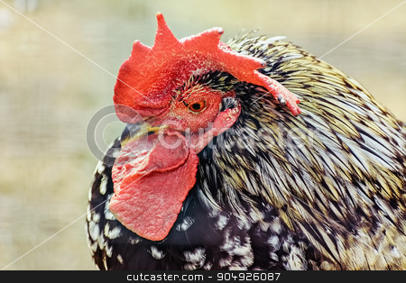 To use this stock image in your creative project, please select the size you need over to the right and click the "Add to Cart" button.
Your downloaded image will come with the Cutcaster watermark removed so don’t worry about the watermark you see on this page. Portrait of Rooster stock photo, Portrait of Rooster by Sergej Razvodovskij