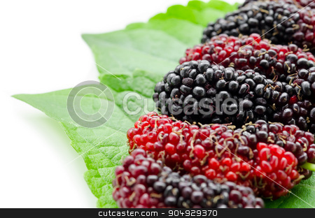 To use this stock image in your creative project, please select the size you need over to the right and click the "Add to Cart" button.
Your downloaded image will come with the Cutcaster watermark removed so don’t worry about the watermark you see on this page. Mulberry with green leaf. stock photo, Mulberry with green leaf isolated on white background by Miss. PENCHAN PUMILA