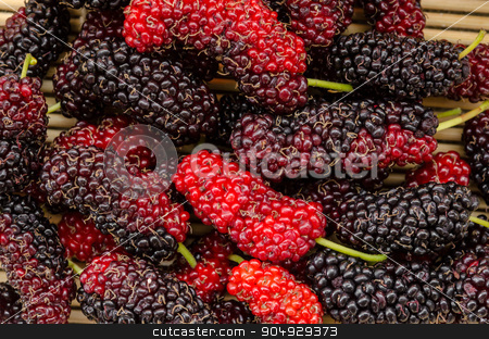 To use this stock image in your creative project, please select the size you need over to the right and click the "Add to Cart" button.
Your downloaded image will come with the Cutcaster watermark removed so don’t worry about the watermark you see on this page. Fresh mulberry. stock photo, Fresh mulberry on wooden bamboo mat background. by Miss. PENCHAN PUMILA