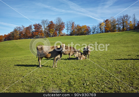 To use this stock image in your creative project, please select the size you need over to the right and click the "Add to Cart" button.
Your downloaded image will come with the Cutcaster watermark removed so don’t worry about the watermark you see on this page. Cows on meadows above Lake Lucerne, near mount Rigi stock photo, Cows on meadows above Lake Lucerne, near mount Rigi, Alps, Switzerland by Stoyan Haytov