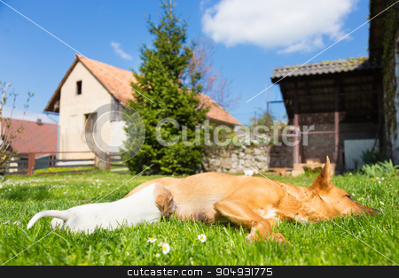 To use this stock image in your creative project, please select the size you need over to the right and click the "Add to Cart" button.
Your downloaded image will come with the Cutcaster watermark removed so don’t worry about the watermark you see on this page. Mixed-breed cute little dog family. stock photo, Mixed-breed bitch breast feeding her cute little puppies outdoors on a meadow on a sunny spring day. by kasto