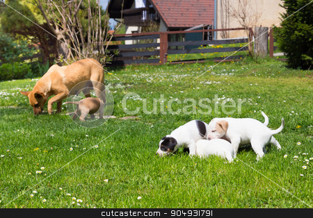 To use this stock image in your creative project, please select the size you need over to the right and click the "Add to Cart" button.
Your downloaded image will come with the Cutcaster watermark removed so don’t worry about the watermark you see on this page. Mixed-breed cute little dog family. stock photo, Mixed-breed cute little puppies playing with her dog mom outdoors on a meadow on a sunny spring day. by kasto