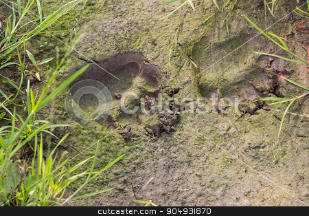 To use this stock image in your creative project, please select the size you need over to the right and click the "Add to Cart" button.
Your downloaded image will come with the Cutcaster watermark removed so don’t worry about the watermark you see on this page. Fresh traces of brown bear stock photo, Fresh traces of brown bear. In one of the tracks sits a little frog. Russia by Liubov Nazarova