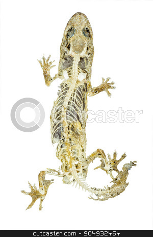 To use this stock image in your creative project, please select the size you need over to the right and click the "Add to Cart" button.
Your downloaded image will come with the Cutcaster watermark removed so don’t worry about the watermark you see on this page. dead body of lizard on white background stock photo, dead body of lizard on white background by stockdevil