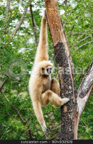 To use this stock image in your creative project, please select the size you need over to the right and click the "Add to Cart" button.
Your downloaded image will come with the Cutcaster watermark removed so don’t worry about the watermark you see on this page. Gibbon (Hylobates lar) climb tree in forest ,Chiangrai ,Thailand stock photo, Gibbon (Hylobates lar) climb tree in forest ,Chiangrai ,Thailand by stockdevil