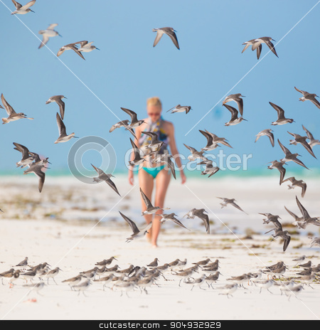 To use this stock image in your creative project, please select the size you need over to the right and click the "Add to Cart" button.
Your downloaded image will come with the Cutcaster watermark removed so don’t worry about the watermark you see on this page. Woman walking on the beach. stock photo, Woman walking on the beach among flock of birds. Beautiful caucasian model wearing colorful scarf and turquoise bikini on vacations on Paje beach, Zanzibar, Tanzania by kasto