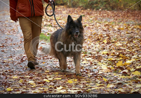 To use this stock image in your creative project, please select the size you need over to the right and click the "Add to Cart" button.
Your downloaded image will come with the Cutcaster watermark removed so don’t worry about the watermark you see on this page. Man with German shepherd stock photo, Man with old German shepherd by Dariusz Miszkiel