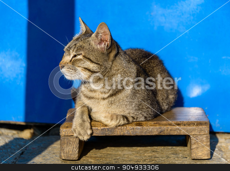 To use this stock image in your creative project, please select the size you need over to the right and click the "Add to Cart" button.
Your downloaded image will come with the Cutcaster watermark removed so don’t worry about the watermark you see on this page. Cat basking in the sun stock photo, Cat basking in the sun, blue wall background, in Nepal by Dutourdumonde