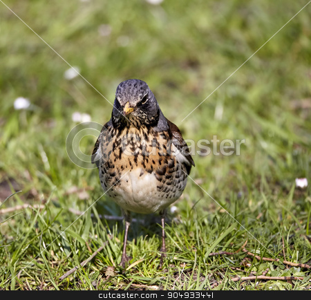 To use this stock image in your creative project, please select the size you need over to the right and click the "Add to Cart" button.
Your downloaded image will come with the Cutcaster watermark removed so don’t worry about the watermark you see on this page. Small bird on grass stock photo, Small bird on the grass by Dariusz Miszkiel