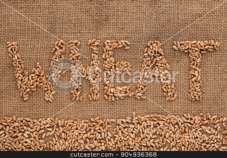 To use this stock image in your creative project, please select the size you need over to the right and click the "Add to Cart" button.
Your downloaded image will come with the Cutcaster watermark removed so don’t worry about the watermark you see on this page. Word wheat written on burlap stock photo, Word wheat written on burlap , background by alekleks
