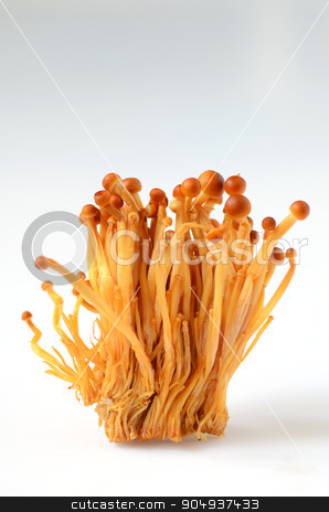 To use this stock image in your creative project, please select the size you need over to the right and click the "Add to Cart" button.
Your downloaded image will come with the Cutcaster watermark removed so don’t worry about the watermark you see on this page. Shimeji mushrooms on white stock photo, Fresh Shimeji mushrooms on a white background by sutike