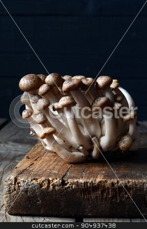 To use this stock image in your creative project, please select the size you need over to the right and click the "Add to Cart" button.
Your downloaded image will come with the Cutcaster watermark removed so don’t worry about the watermark you see on this page. Shimeji mushrooms on wood stock photo, Fresh Shimeji mushrooms on a wooden background by sutike