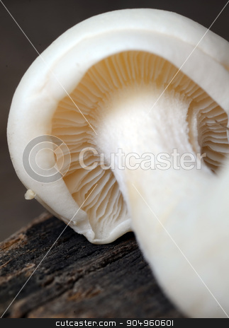To use this stock image in your creative project, please select the size you need over to the right and click the "Add to Cart" button.
Your downloaded image will come with the Cutcaster watermark removed so don’t worry about the watermark you see on this page. Shimeji mushrooms on wood stock photo, Shimeji mushroom on a wooden background by sutike