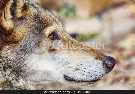 To use this stock image in your creative project, please select the size you need over to the right and click the "Add to Cart" button.
Your downloaded image will come with the Cutcaster watermark removed so don’t worry about the watermark you see on this page. Portrait of The Wolf stock photo, Close up Portrait of the Grey Wolf by Sergej Razvodovskij
