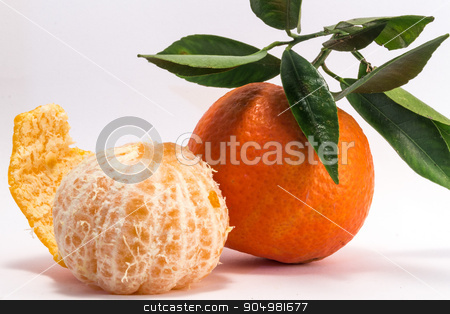To use this stock image in your creative project, please select the size you need over to the right and click the "Add to Cart" button.
Your downloaded image will come with the Cutcaster watermark removed so don’t worry about the watermark you see on this page. Peeled Tangerine and Tangerine stock photo, Tangerine and peeled tangerine on white background. by Alfredo Steccanella