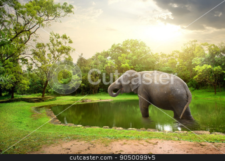 To use this stock image in your creative project, please select the size you need over to the right and click the "Add to Cart" button.
Your downloaded image will come with the Cutcaster watermark removed so don’t worry about the watermark you see on this page. Elefant, bathing in lake stock photo, Elefant, bathing in lake of nature resesrve by Givaga