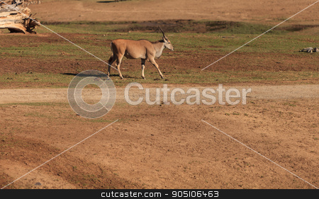 To use this stock image in your creative project, please select the size you need over to the right and click the "Add to Cart" button.
Your downloaded image will come with the Cutcaster watermark removed so don’t worry about the watermark you see on this page. Grant’s gazelle, Nanger granti stock photo, Grant’s gazelle, Nanger granti, is found in northern Tanzania, Africa by Stephanie Starr