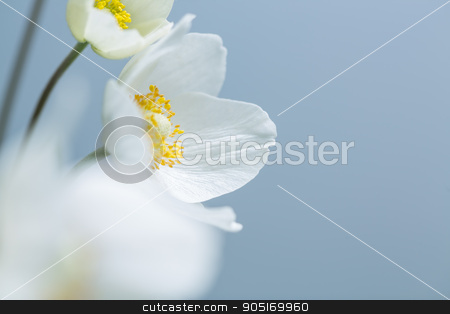 To use this stock image in your creative project, please select the size you need over to the right and click the "Add to Cart" button.
Your downloaded image will come with the Cutcaster watermark removed so don’t worry about the watermark you see on this page. White spring flowers stock photo, Spring white flowers on blue background. Selective shallow focus by Dmytro Buianskyi