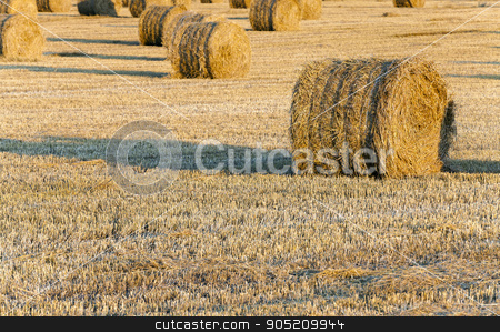 To use this stock image in your creative project, please select the size you need over to the right and click the "Add to Cart" button.
Your downloaded image will come with the Cutcaster watermark removed so don’t worry about the watermark you see on this page. stack of straw in the field stock photo, in a stack of twisted straw remains in the field after harvesting cereal by ihar leichonak