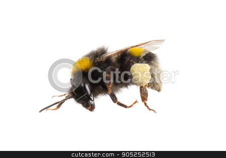 To use this stock image in your creative project, please select the size you need over to the right and click the "Add to Cart" button.
Your downloaded image will come with the Cutcaster watermark removed so don’t worry about the watermark you see on this page. Bee, isolated on white stock photo, Small bee, isolated on a white background by michaklootwijk