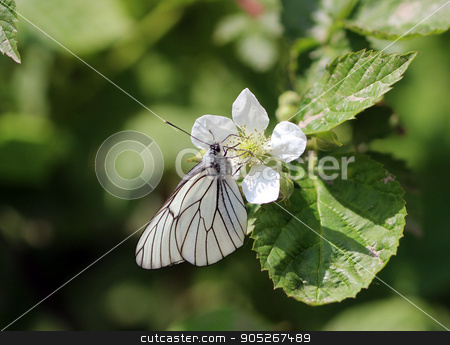 To use this stock image in your creative project, please select the size you need over to the right and click the "Add to Cart" button.
Your downloaded image will come with the Cutcaster watermark removed so don’t worry about the watermark you see on this page. White Butterfly flower summer stock photo, White Butterfly Pieris brassicae on a flower, summer by Olga Ovchinnikova