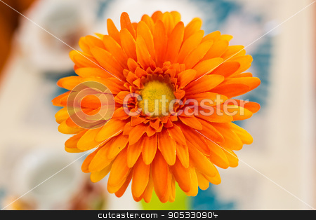 To use this stock image in your creative project, please select the size you need over to the right and click the "Add to Cart" button.
Your downloaded image will come with the Cutcaster watermark removed so don’t worry about the watermark you see on this page. Orange gerbera flower stock photo, Orange gerbera flower. Closeup, Flower in vase by Satura86
