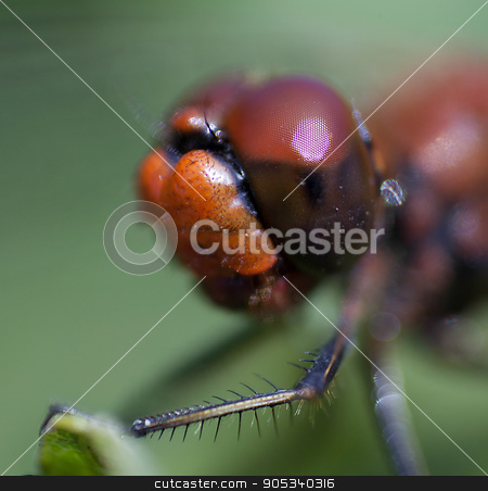 To use this stock image in your creative project, please select the size you need over to the right and click the "Add to Cart" button.
Your downloaded image will come with the Cutcaster watermark removed so don’t worry about the watermark you see on this page. Head of a dragonfly macro stock photo, Head of a red dragonfly largely, big facets eyes. by Eugene Zabugin