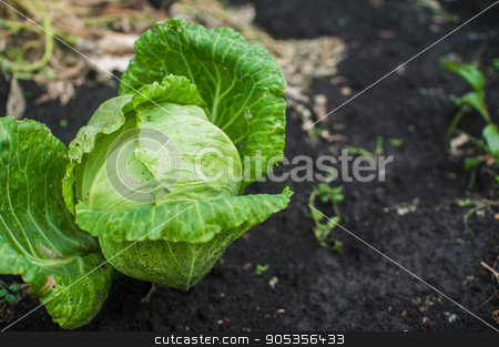 To use this stock image in your creative project, please select the size you need over to the right and click the "Add to Cart" button.
Your downloaded image will come with the Cutcaster watermark removed so don’t worry about the watermark you see on this page. Fresh harvesting cabbage stock photo, Fresh harvesting cabbage on the ground by olinchuk