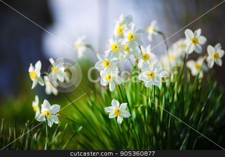 To use this stock image in your creative project, please select the size you need over to the right and click the "Add to Cart" button.
Your downloaded image will come with the Cutcaster watermark removed so don’t worry about the watermark you see on this page. Blooming white narcissus stock photo, Blooming daffodils. Flowering white narcissus at springtime. Spring flowers. Shallow depth of field. Selective focus. by Veresovich