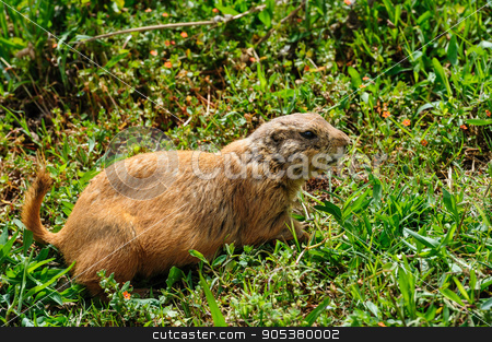 To use this stock image in your creative project, please select the size you need over to the right and click the "Add to Cart" button.
Your downloaded image will come with the Cutcaster watermark removed so don’t worry about the watermark you see on this page. Gopher at green meadow stock photo, Brown furry gopher or marmot at green meadow by Serghei Starus