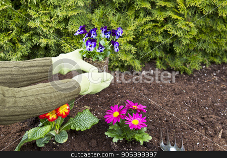 To use this stock image in your creative project, please select the size you need over to the right and click the "Add to Cart" button.
Your downloaded image will come with the Cutcaster watermark removed so don’t worry about the watermark you see on this page. Planting Flowers stock photo, Two hands, wearing gloves, planting flowers in flowerbed with green bushes in background by tab62