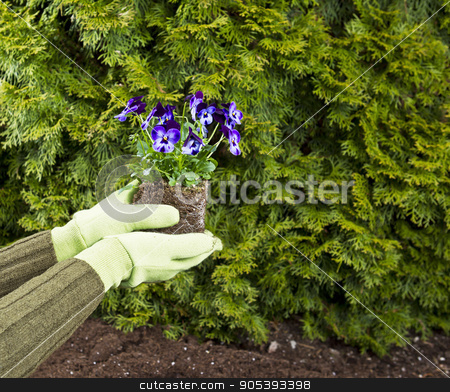 To use this stock image in your creative project, please select the size you need over to the right and click the "Add to Cart" button.
Your downloaded image will come with the Cutcaster watermark removed so don’t worry about the watermark you see on this page. Planting Purple Flowers stock photo, Hands, wearing gloves, hold purple flowers in flowerbed with green bushes in background by tab62