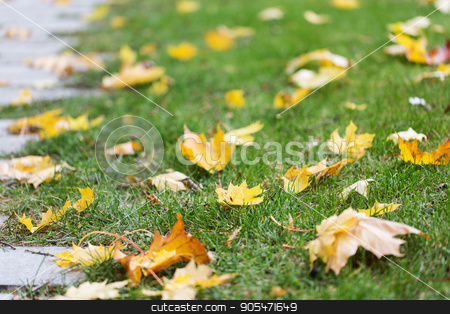 To use this stock image in your creative project, please select the size you need over to the right and click the "Add to Cart" button.
Your downloaded image will come with the Cutcaster watermark removed so don’t worry about the watermark you see on this page. fallen autumn maple leaves on green grass stock photo, season, nature and environment concept - fallen autumn maple leaves on green grass by Syda Productions