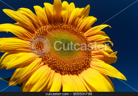 To use this stock image in your creative project, please select the size you need over to the right and click the "Add to Cart" button.
Your downloaded image will come with the Cutcaster watermark removed so don’t worry about the watermark you see on this page. Sunflower close up against the blue sky stock photo, Sunflower close-up. Sunflower on a sunny day on a background of the dark blue sky by fogen
