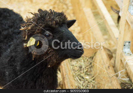 To use this stock image in your creative project, please select the size you need over to the right and click the "Add to Cart" button.
Your downloaded image will come with the Cutcaster watermark removed so don’t worry about the watermark you see on this page. Black sheep at farm stock photo, Black sheep at the farm by olinchuk