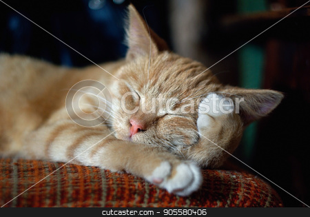 To use this stock image in your creative project, please select the size you need over to the right and click the "Add to Cart" button.
Your downloaded image will come with the Cutcaster watermark removed so don’t worry about the watermark you see on this page. Sleeping ginger cat stock photo, Sleeping cute ginger tabby cat. Selective focus. by Veresovich