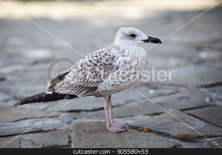To use this stock image in your creative project, please select the size you need over to the right and click the "Add to Cart" button.
Your downloaded image will come with the Cutcaster watermark removed so don’t worry about the watermark you see on this page. Gull stands on pavement stock photo, Selective focus. by Veresovich