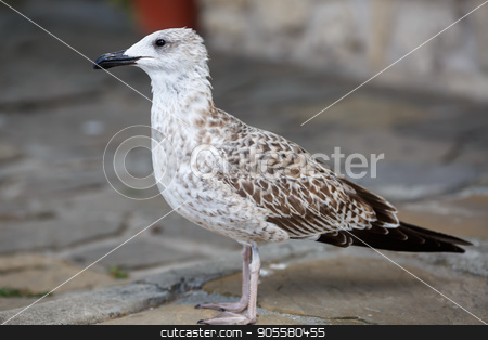 To use this stock image in your creative project, please select the size you need over to the right and click the "Add to Cart" button.
Your downloaded image will come with the Cutcaster watermark removed so don’t worry about the watermark you see on this page. Seagull on the sidewalk stock photo, Selective focus. by Veresovich