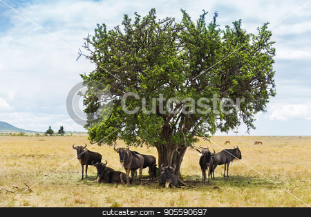 To use this stock image in your creative project, please select the size you need over to the right and click the "Add to Cart" button.
Your downloaded image will come with the Cutcaster watermark removed so don’t worry about the watermark you see on this page. wildebeests grazing in savannah at africa stock photo, animal, nature and wildlife concept - wildebeests grazing under tree in maasai mara national reserve savannah at africa by Syda Productions